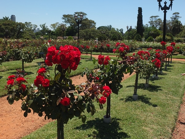 Rose Garden in Palermo